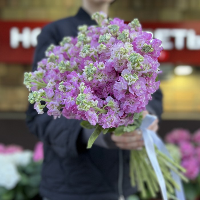 Маттиола розовая