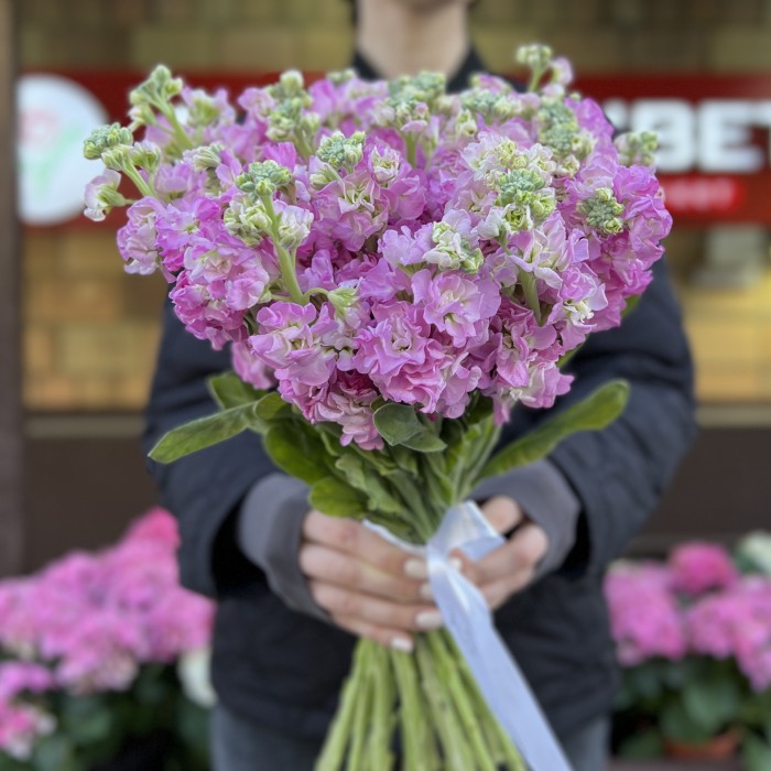 Маттиола розовая