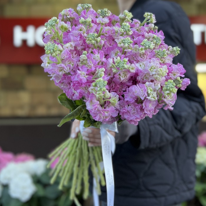 Маттиола розовая