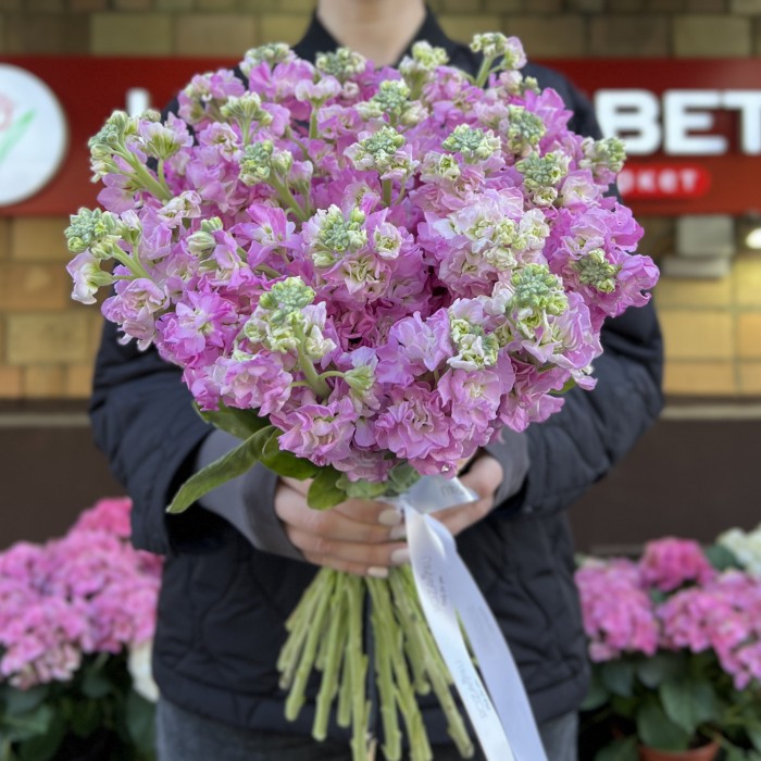 Маттиола розовая