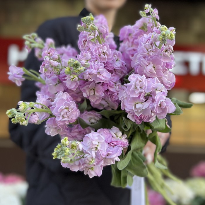 Маттиола сиреневая