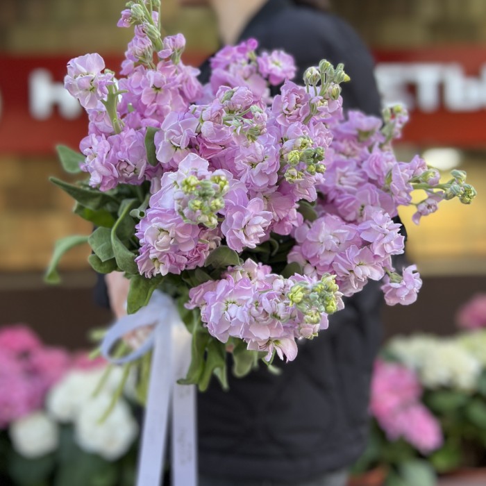 Маттиола сиреневая