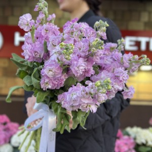 Маттиола сиреневая