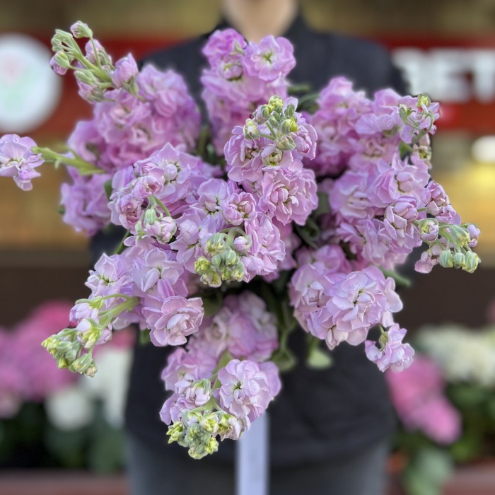 Маттиола сиреневая