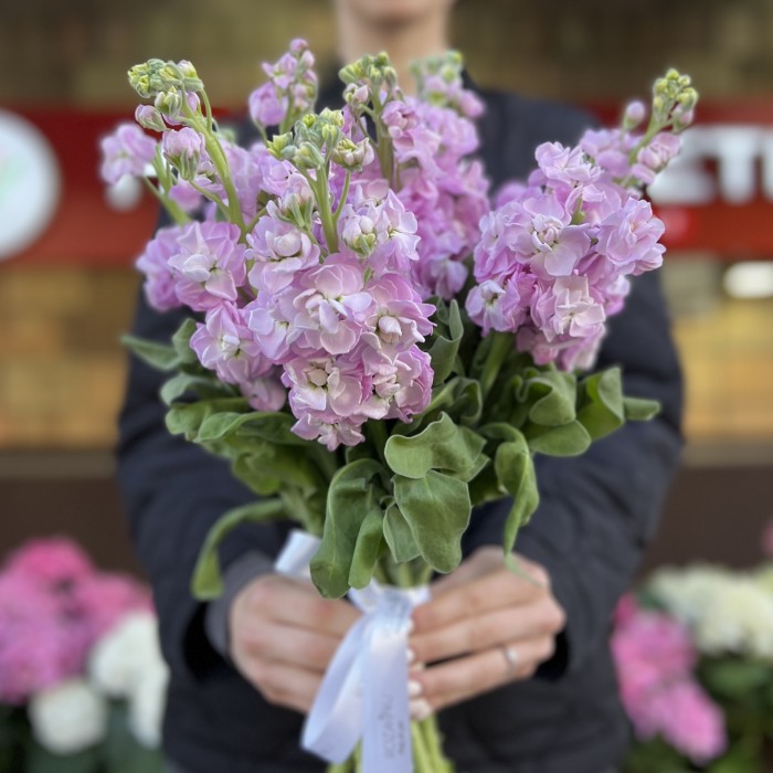 Маттиола сиреневая