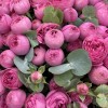 25 кустовых пионовидных розовых роз Жизель 40 см с эвкалиптами