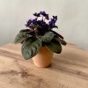 Фиалка (сенполия) махровая фиолетовая с белым