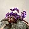 Фиалка (сенполия) махровая фиолетовая с белым