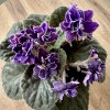Фиалка (сенполия) махровая фиолетовая с белым