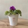 Фиалка (сенполия) махровая лиловая