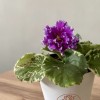 Фиалка (сенполия) махровая лиловая
