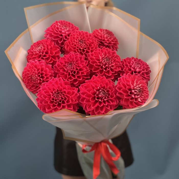 11 пышных красных георгин