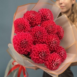 11 пышных красных георгин