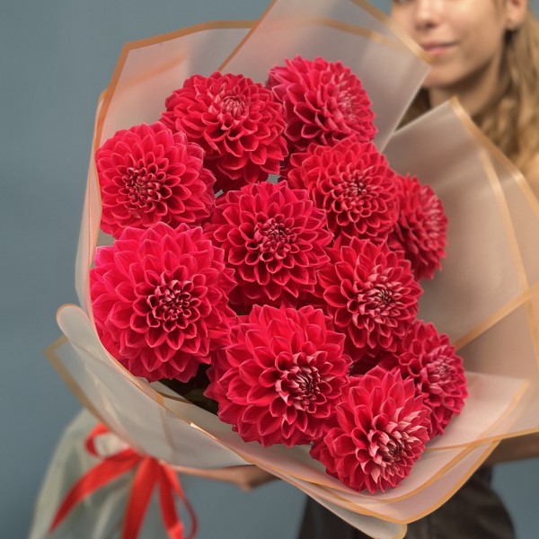 11 пышных красных георгин