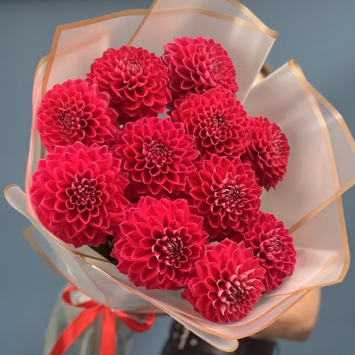 11 пышных красных георгин