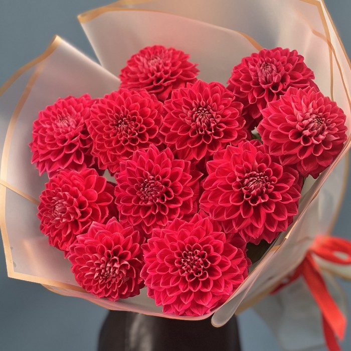 11 пышных красных георгин