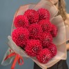 11 пышных красных георгин
