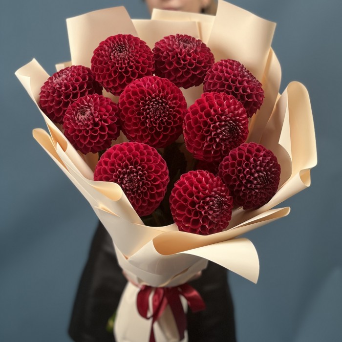 11 темно-красных Георгин помпон