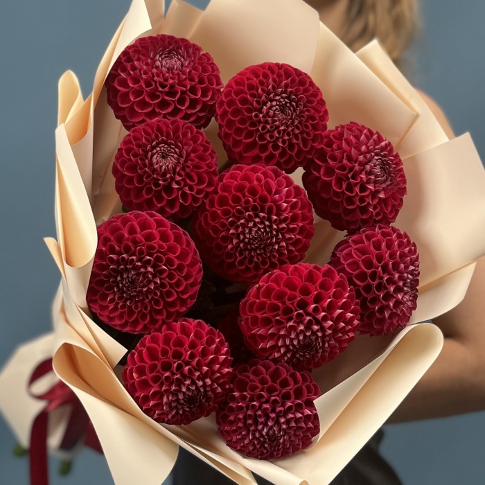 11 темно-красных Георгин помпон