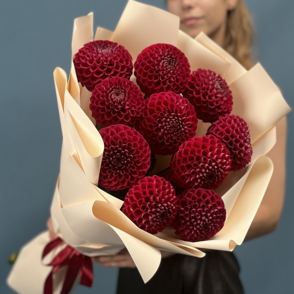 11 темно-красных Георгин помпон