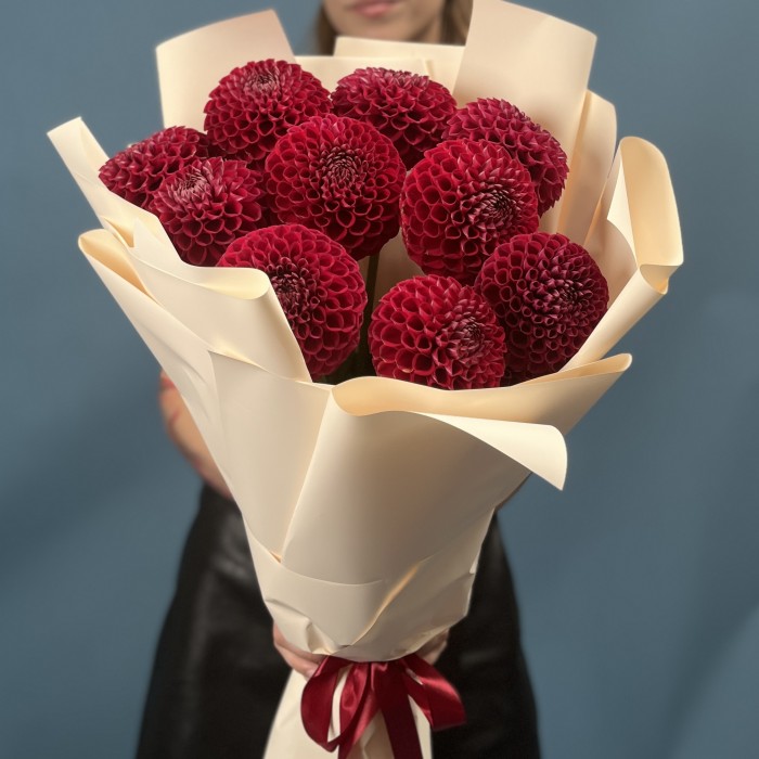 11 темно-красных Георгин помпон