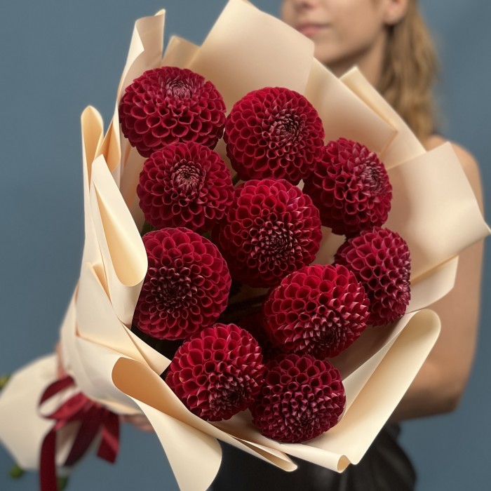 11 темно-красных Георгин помпон