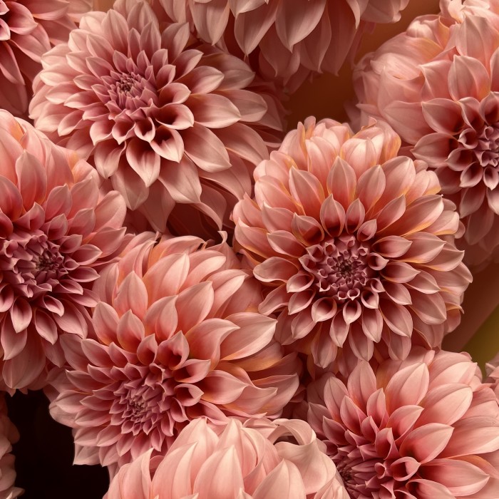 15 лососевых Георгин