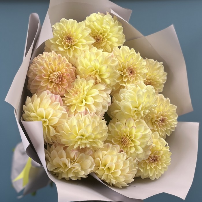 15 желто-розовых георгин