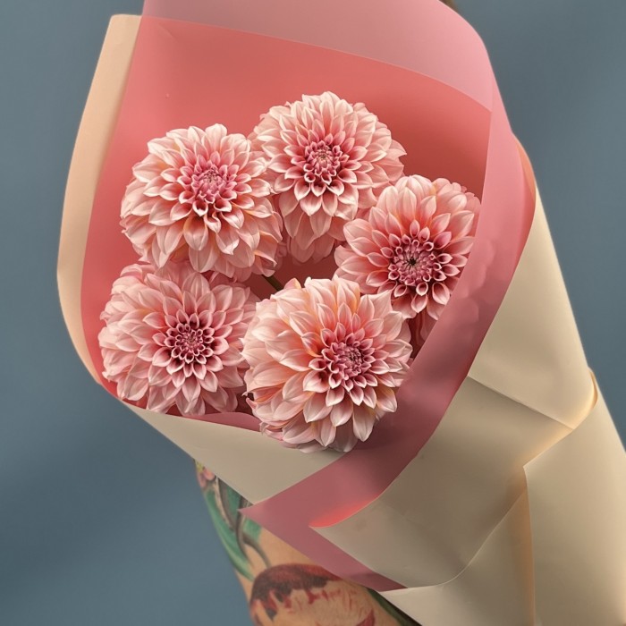 5 лососевых Георгин