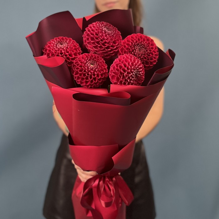 5 темно-красных Георгин помпон