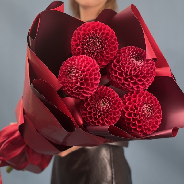 5 темно-красных Георгин помпон