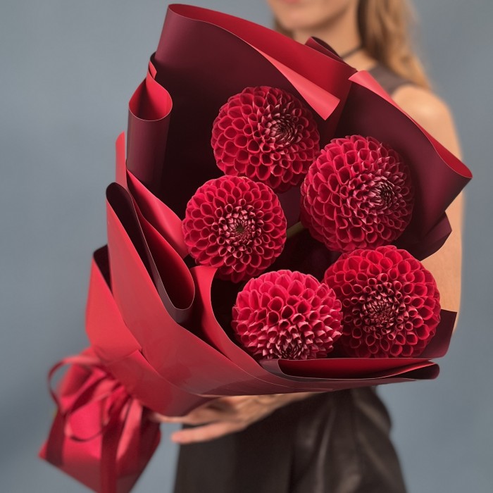 5 темно-красных Георгин помпон