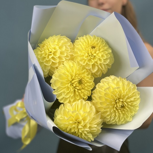 5 желтых Георгин помпон