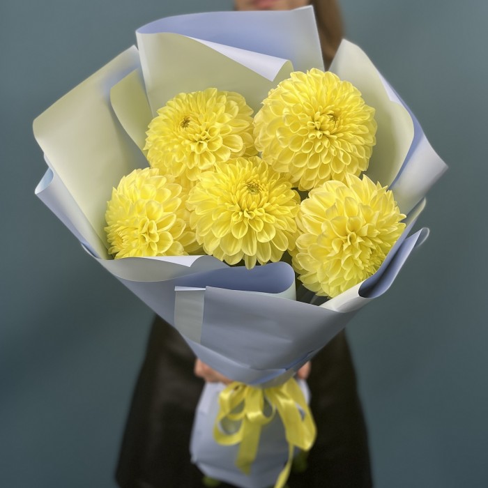 5 желтых Георгин помпон