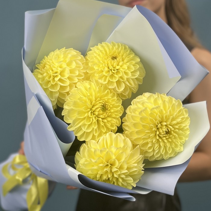 5 желтых Георгин помпон