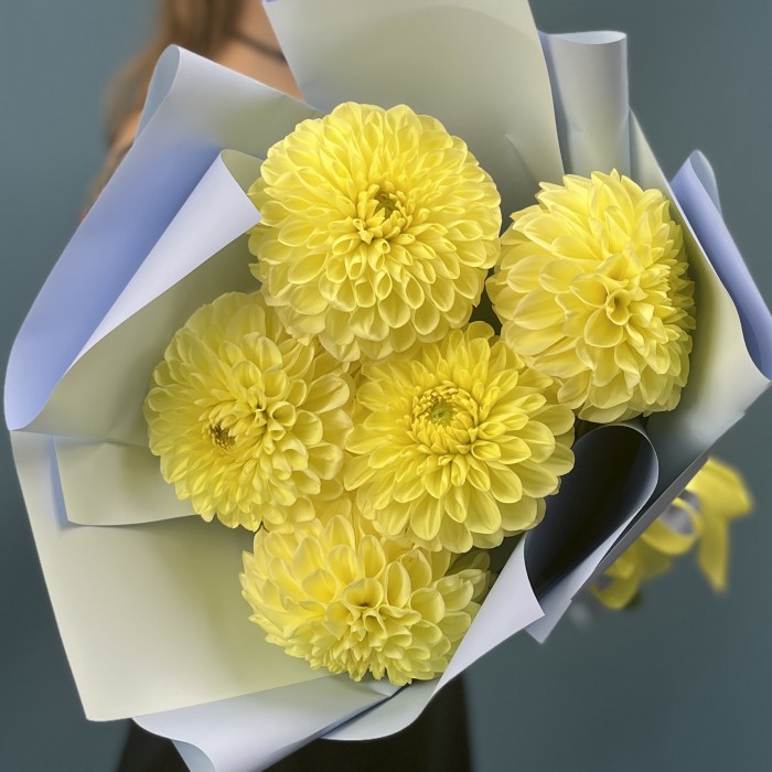 5 желтых Георгин помпон