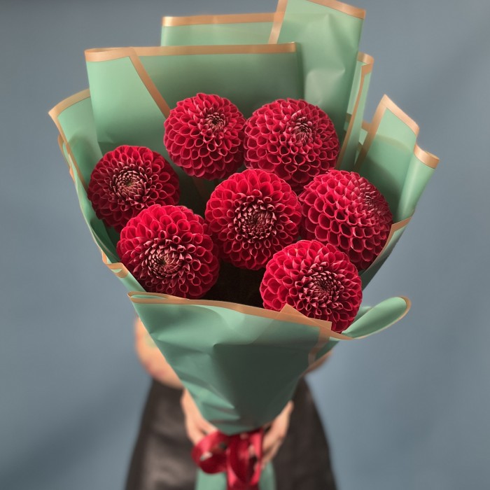 7 темно-красных Георгин помпон