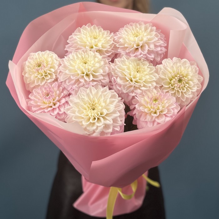 9 бело-розовых георгин помпон