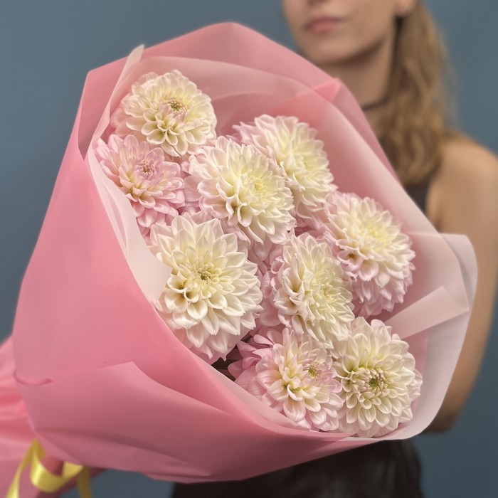 9 бело-розовых георгин помпон