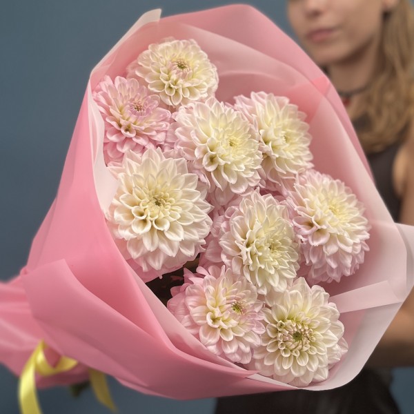 9 бело-розовых георгин помпон