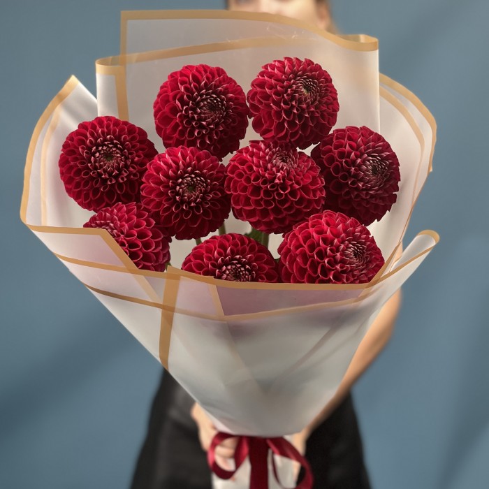 9 темно-красных Георгин помпон