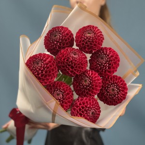 9 темно-красных Георгин помпон