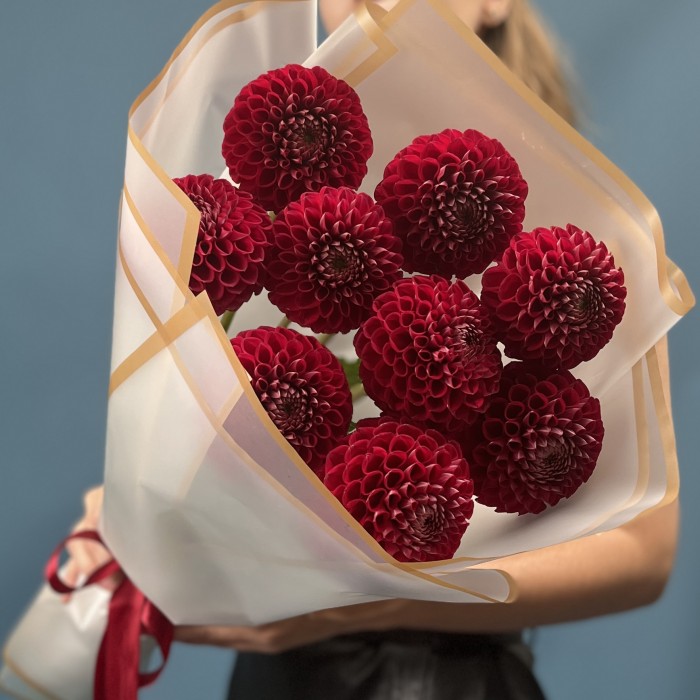 9 темно-красных Георгин помпон