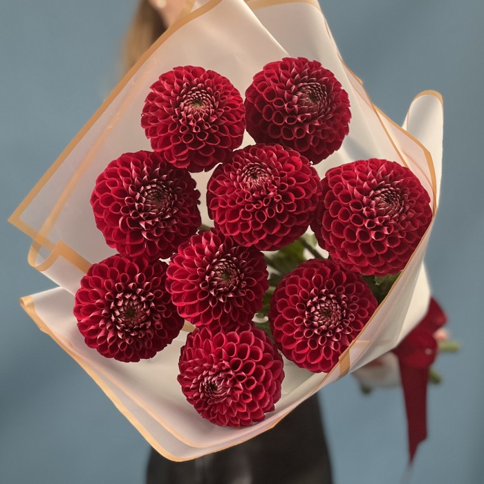 9 темно-красных Георгин помпон