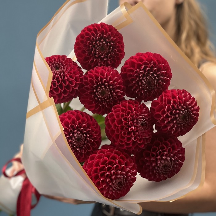 9 темно-красных Георгин помпон