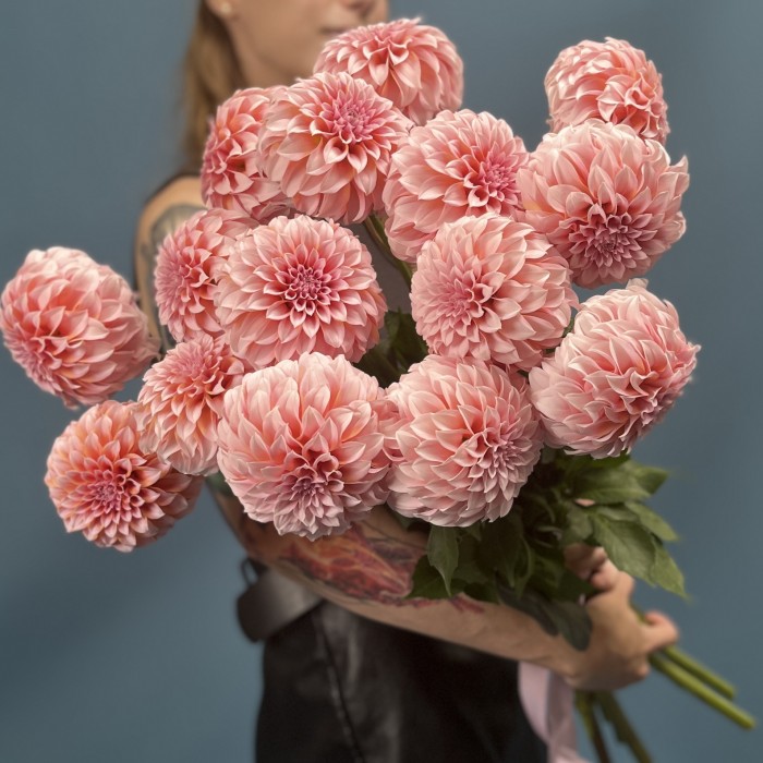 Георгин лососевый