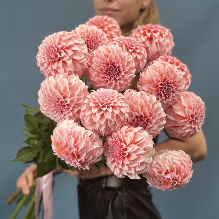 Георгин лососевый