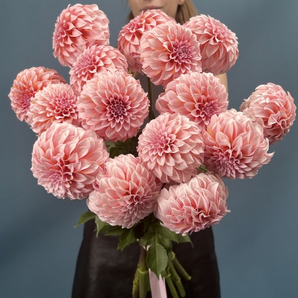 Георгин лососевый