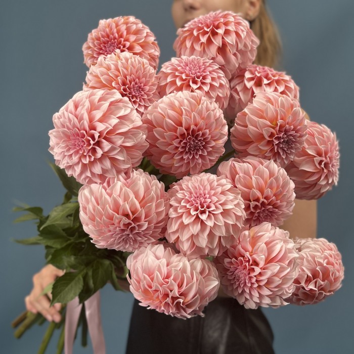 Георгин лососевый