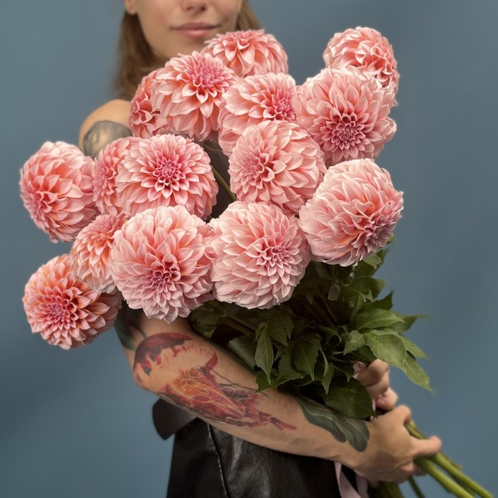 Георгин лососевый